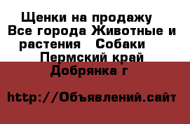 Щенки на продажу - Все города Животные и растения » Собаки   . Пермский край,Добрянка г.